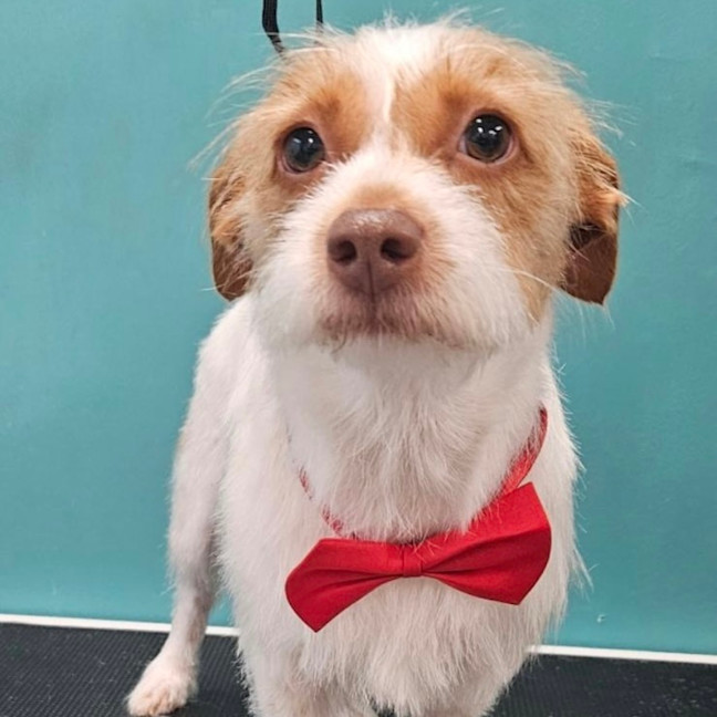 Photo of Beautiful Queenie 