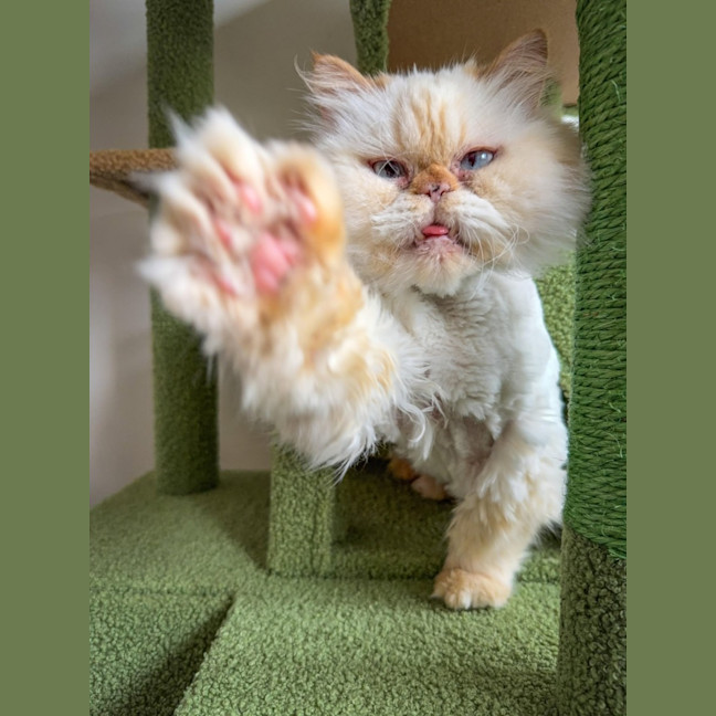 Photo of 🐾Little Bean🐾