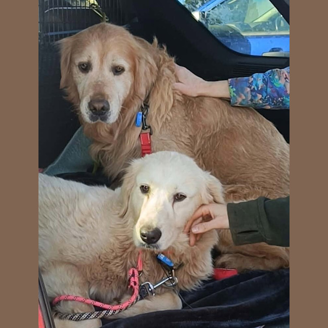 Photo of Sammy / Rosie
