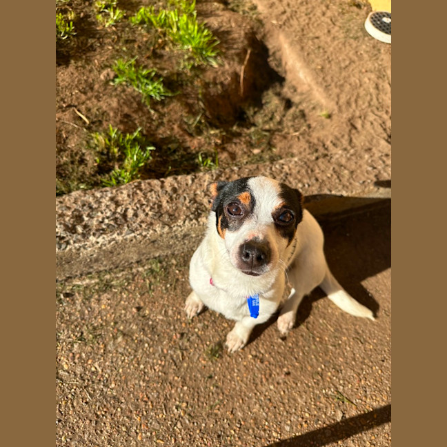 Photo of Minnie   2 Year Old Mini Foxy