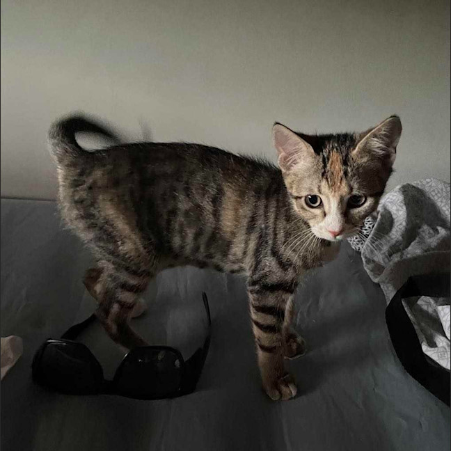 Photo of Josie