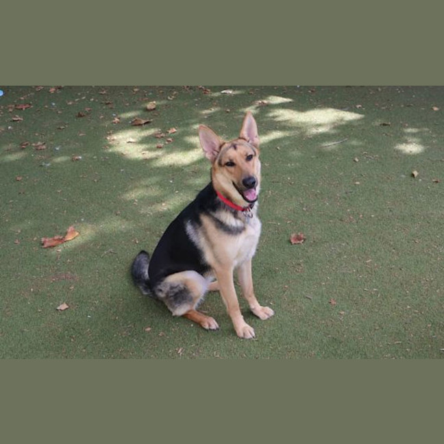 Photo of Roxie