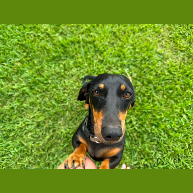 Photo of Ruby And Oreo