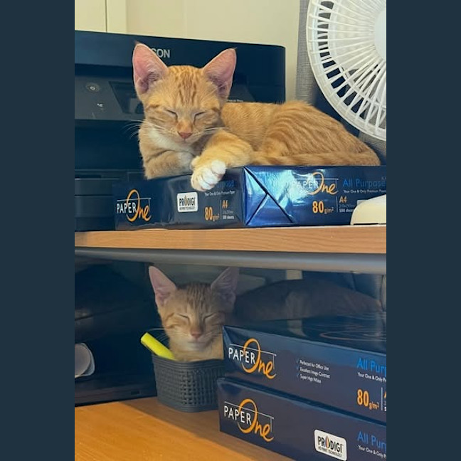 Photo of Tommy