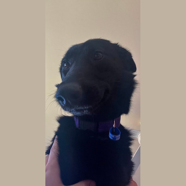 Photo of Sacha   1.5 Year Old German Shepherd (On Trial)