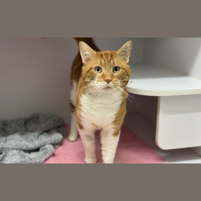 Photo of Sox