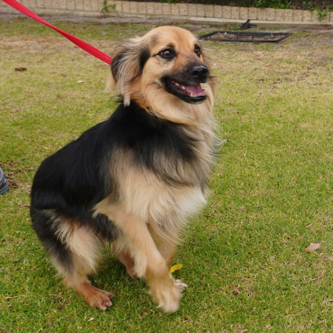 Photo of Huxley