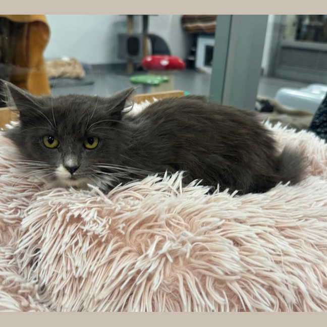 Photo of Shandy