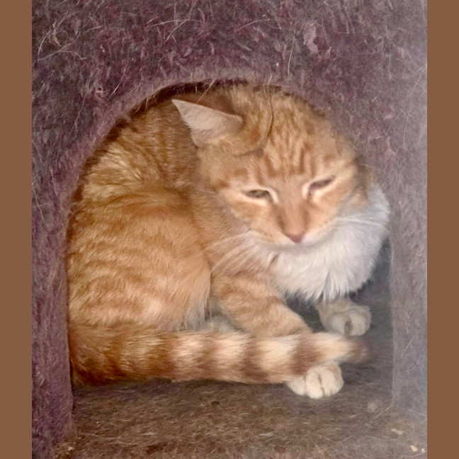 Photo of Amber