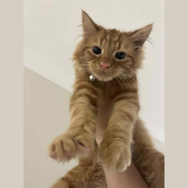 Photo of Simba   In Foster Care In Pakenham