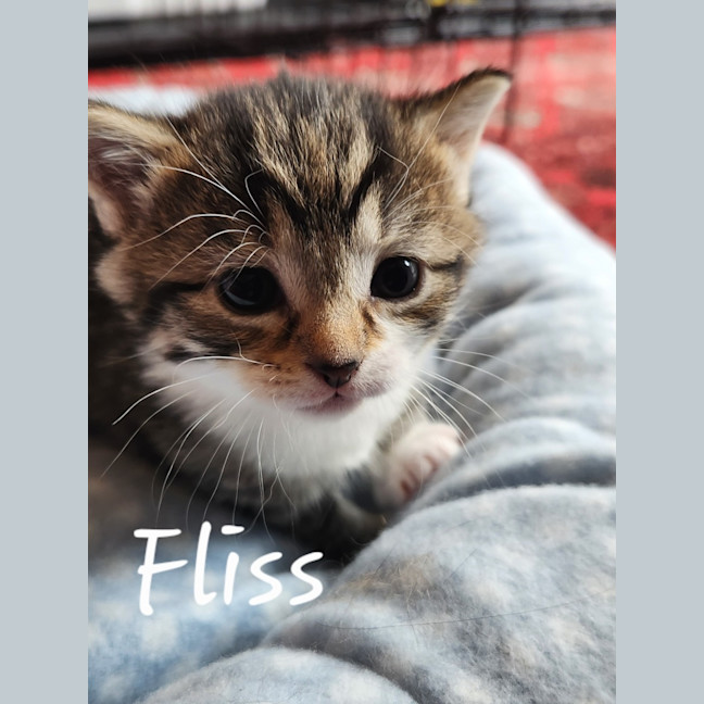 Photo of Fliss