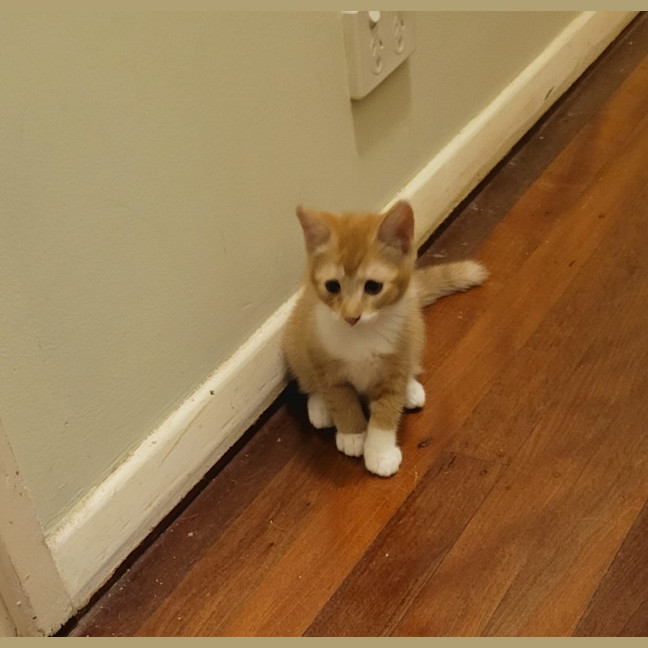 Photo of Pixie & Dixie   7 Week Old Domestic Short Hair
