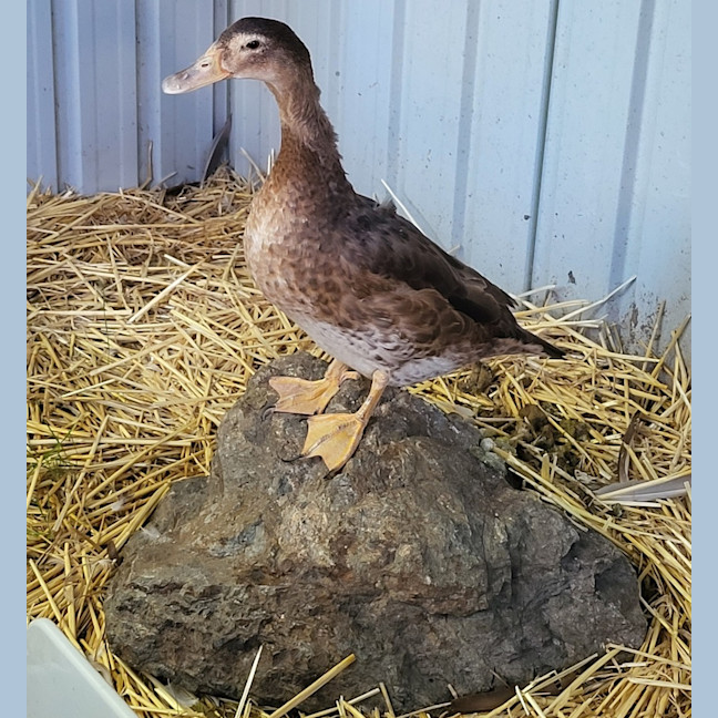 Photo of Pip