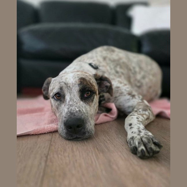 Photo of Indi   1 Year Old Great Dane X Cattle Dog