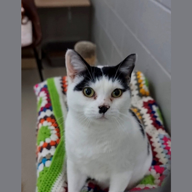Photo of Nala (Bonded With Simba) 
