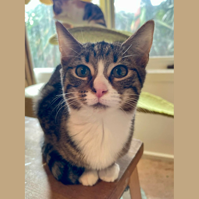 Photo of Antonella ** 2nd Chance Cat Rescue**