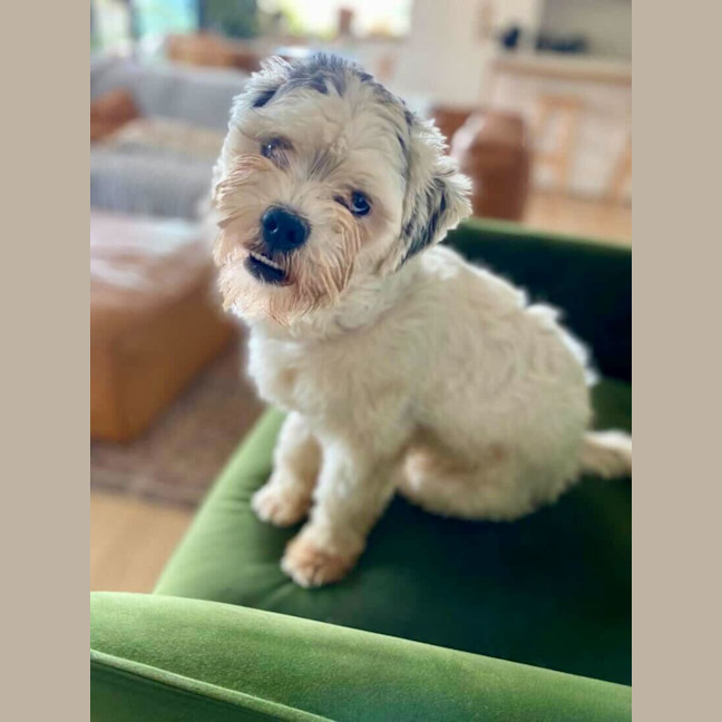 Photo of Corkie