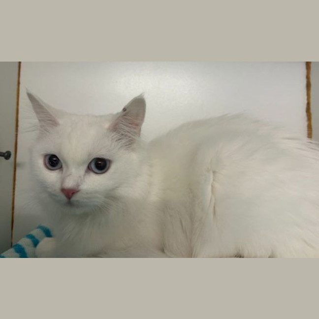 Photo of Freyja