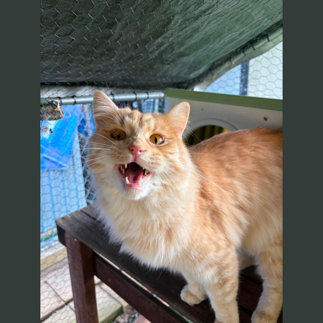 Photo of Citrine