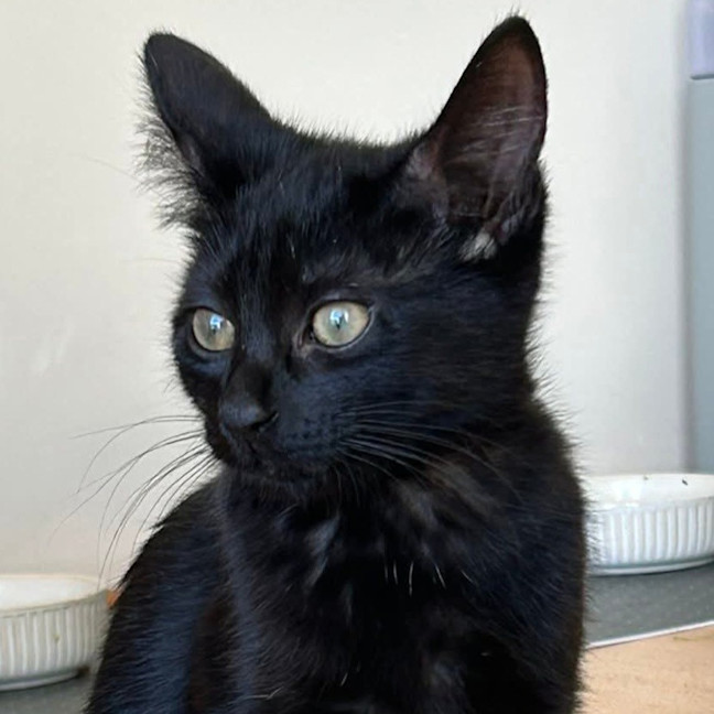 Photo of Salem