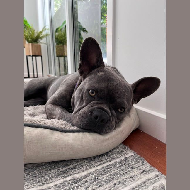 Photo of D1261 Ngara