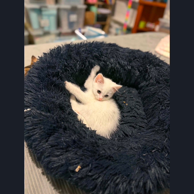 Photo of Pickle