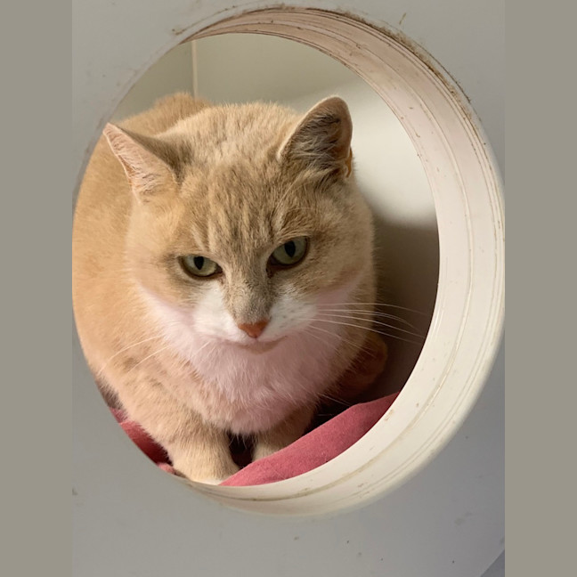 Photo of Clementine
