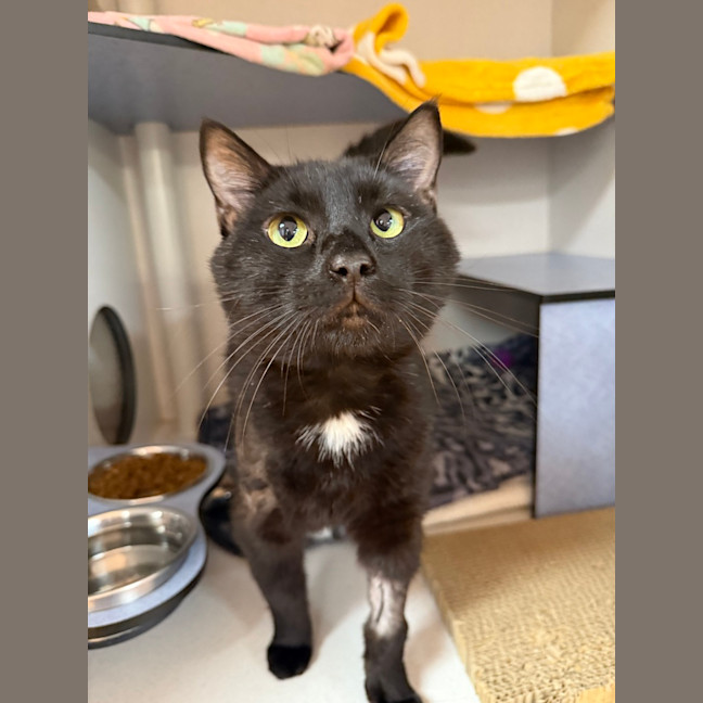 Photo of Bingus