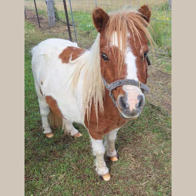 Photo of Lady And Bomber