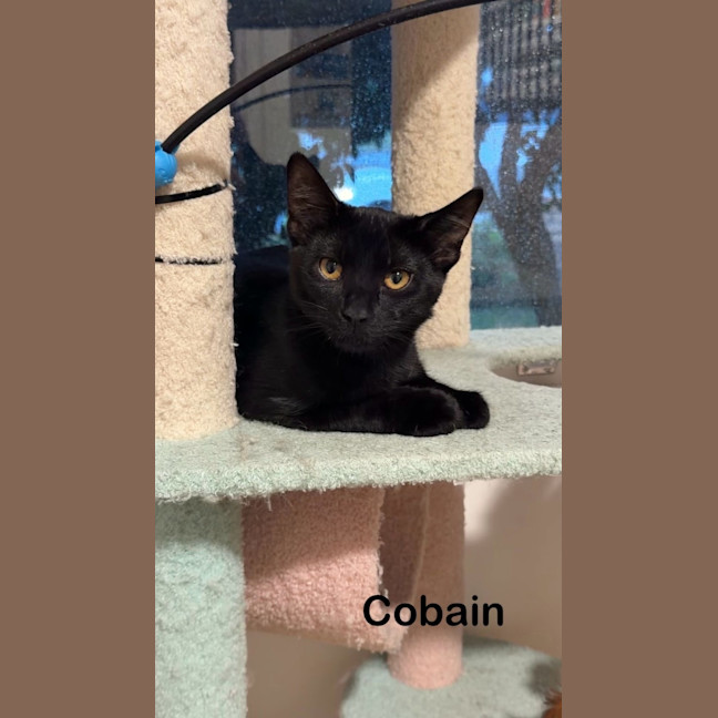 Photo of Cobain