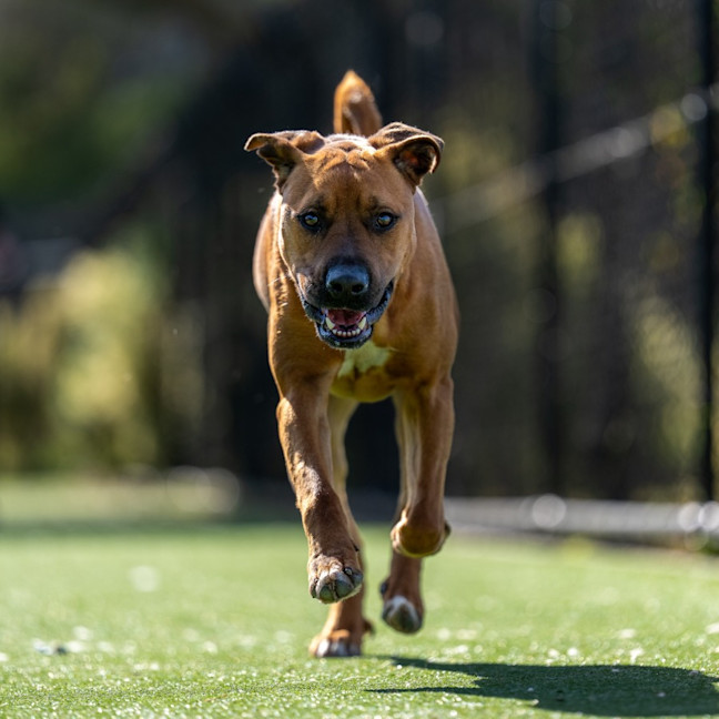 Photo of Miracle Imp 2246