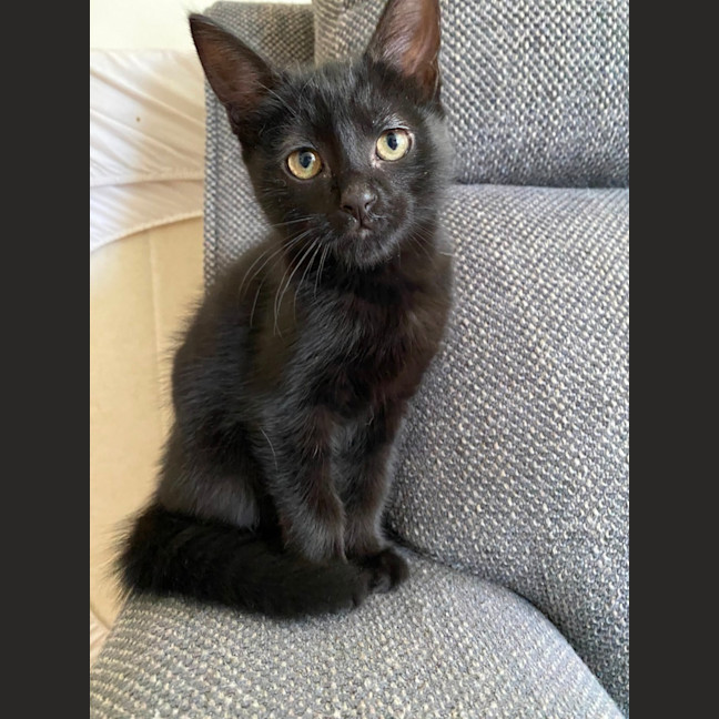 Photo of Midnight