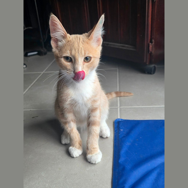 Photo of Henumi 💙