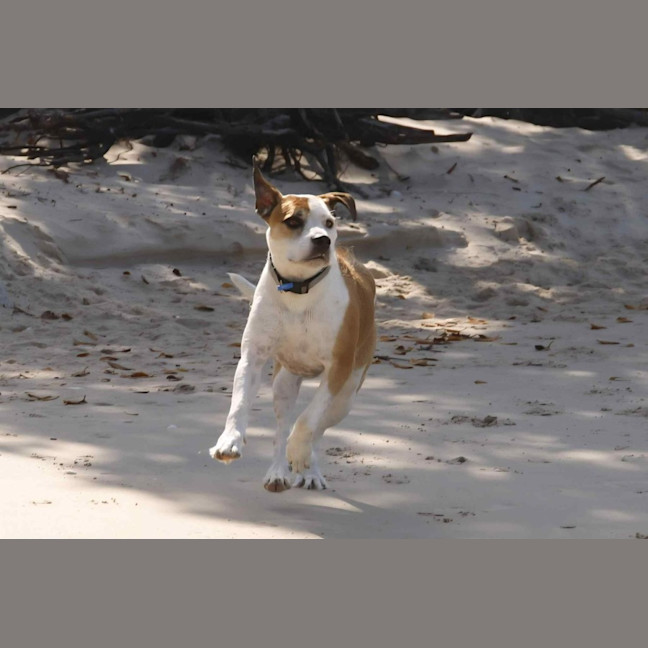 Photo of Bronson
