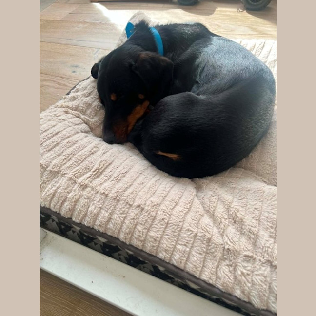 Photo of Mr Dash   9 Month Old Dachshund X Kelpie
