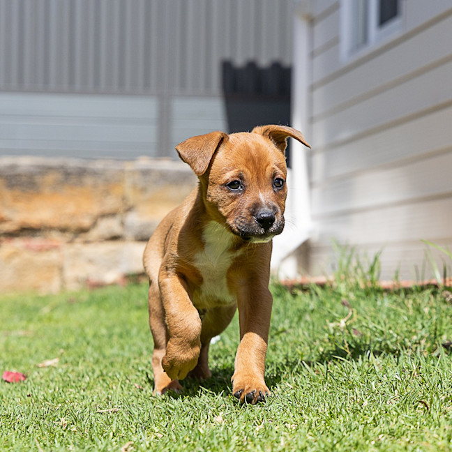 Photo of Brownie