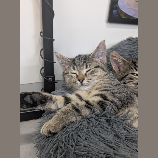 Photo of 🥜 Norton 6893 🥜