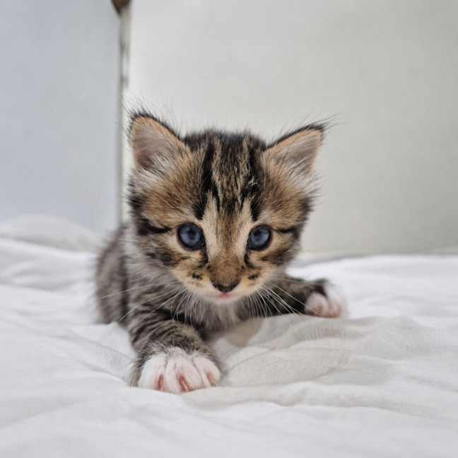 Photo of Winston