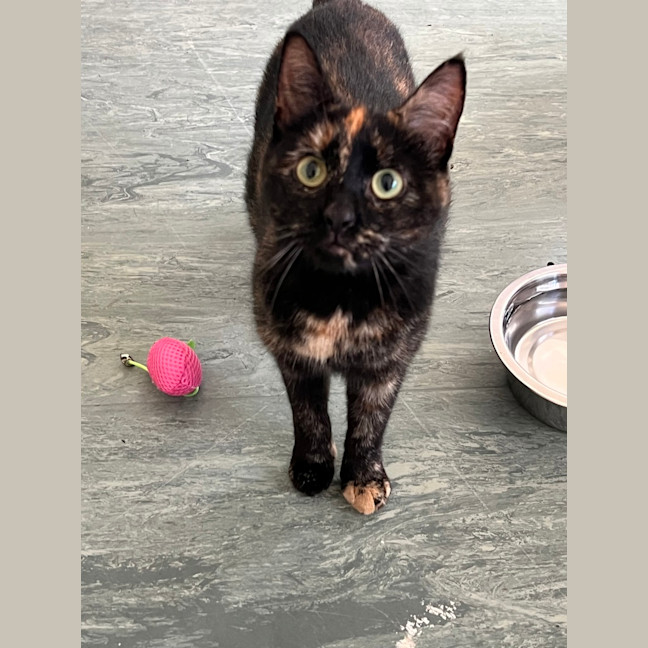 Photo of Missy