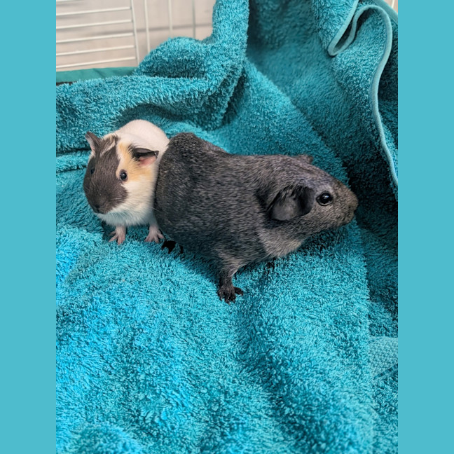 Photo of Penny