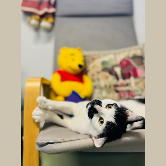 Photo of Scout