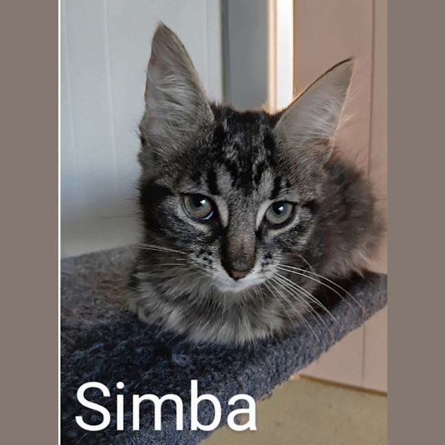 Photo of Simba