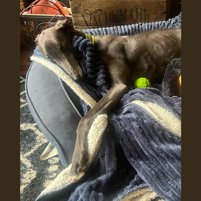 Photo of Lola