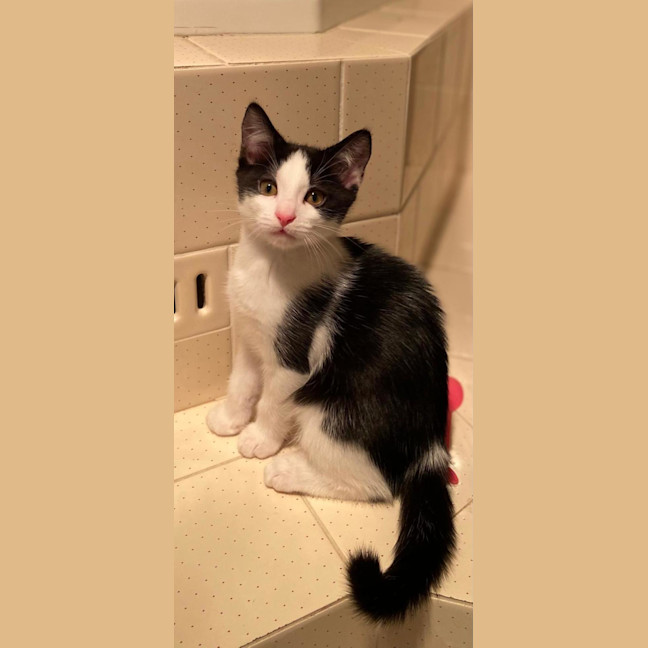 Photo of Archie