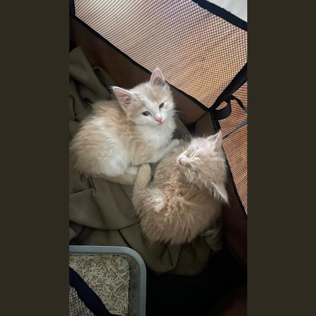 Photo of Freddie & Georgie
