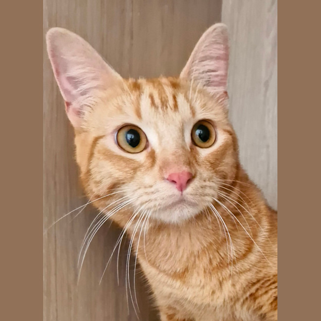 Photo of C1297 Simba