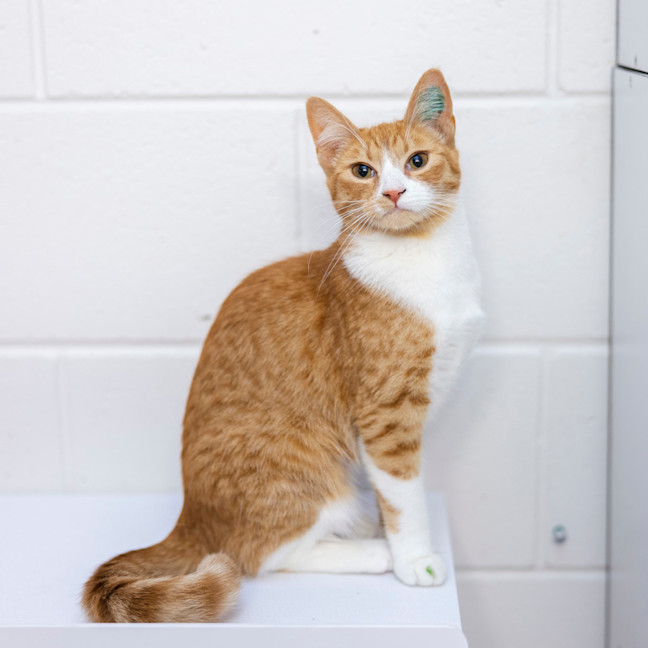 Photo of Molly (Ginger)