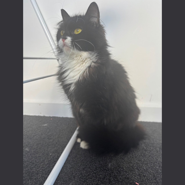 Photo of Nellie 🌺