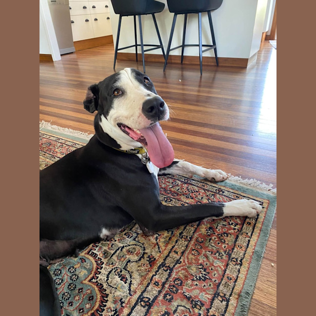 Photo of Doofy