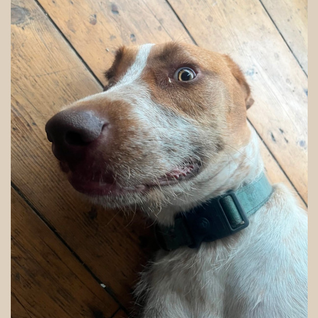 Photo of Bentley   1 Year Old German Pointer X